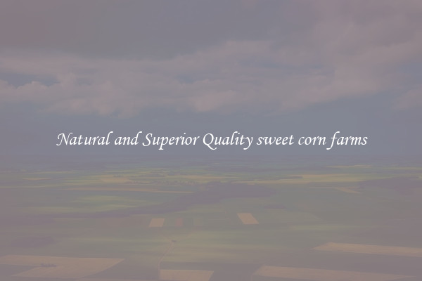 Natural and Superior Quality sweet corn farms